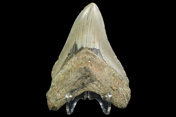 Fossil Megalodon Tooth - North Carolina #99860